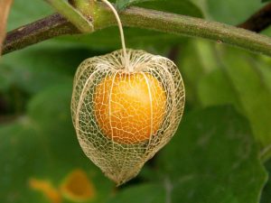 Golden berry